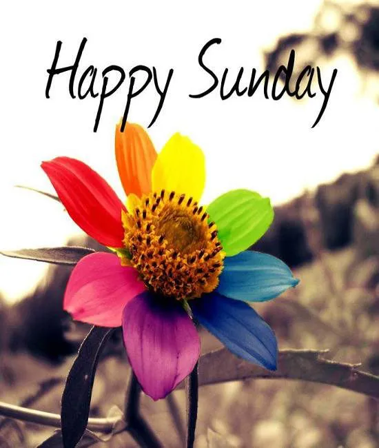 Sunday Greetings Greeting Cards 10092