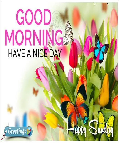 Sunday Greetings Greeting Cards 10129