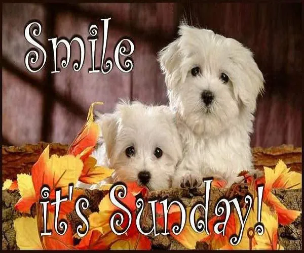 Sunday Greetings Greeting Cards 10093