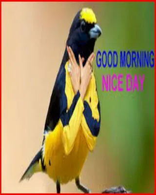 Good Morning Wishes Greeting Cards 6687