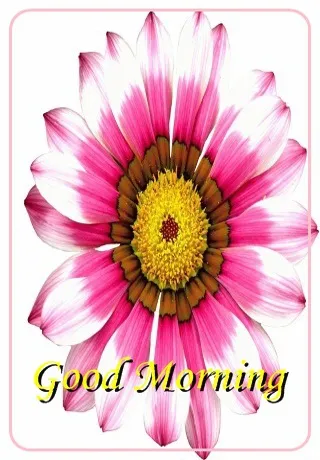 Saturday Greetings Greeting Cards 15282