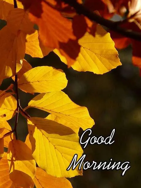 Good Morning Wishes Greeting Cards 7158