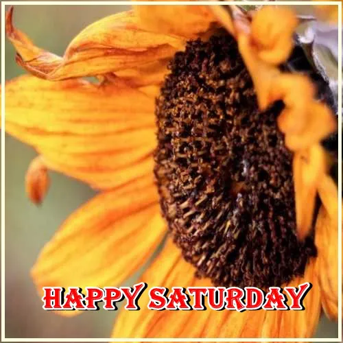 Saturday Greetings Greeting Cards 15285