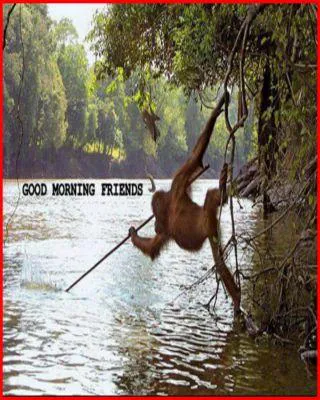 Good Morning Wishes Greeting Cards 6719