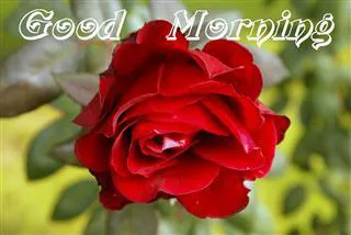 Good Morning Wishes Greeting Cards 6762