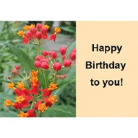 Birthday Greetings Greeting Cards 3674