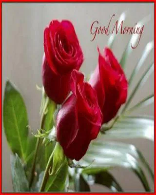 Good Morning Wishes Greeting Cards 6750
