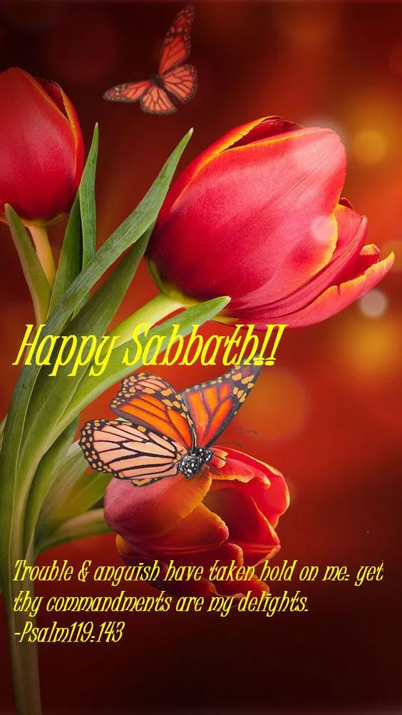 Shabbat Shalom Greeting Cards 51015