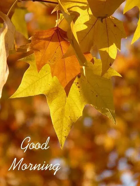 Good Morning Wishes Greeting Cards 7156