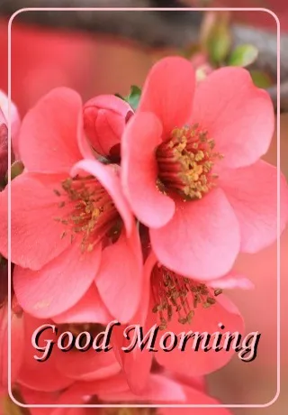 Saturday Greetings Greeting Cards 15295