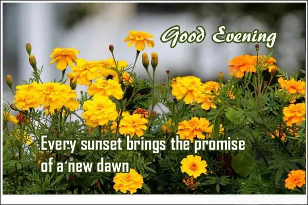 Good Evening Greetings Greeting Cards 9020