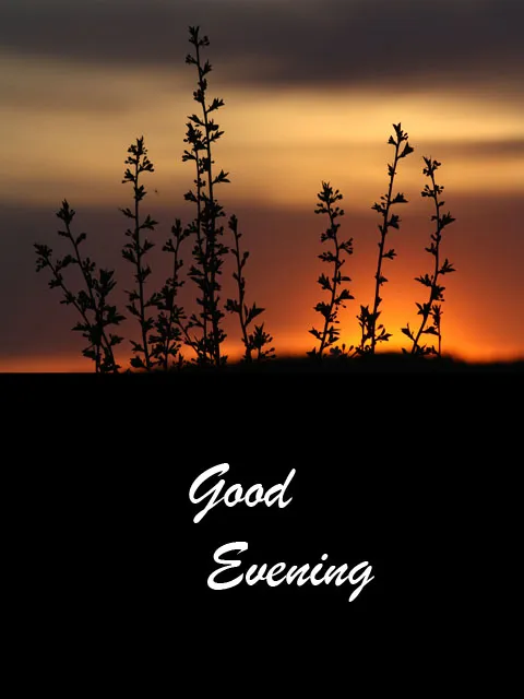 Good Evening Greetings Greeting Cards 8782