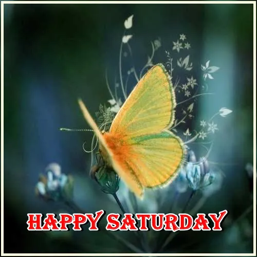 Saturday Greetings Greeting Cards 15292