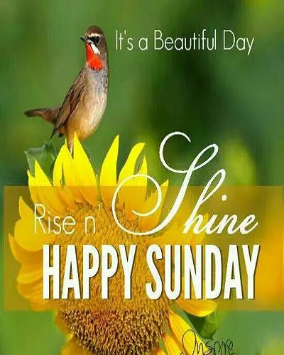 Sunday Greetings Greeting Cards 10069