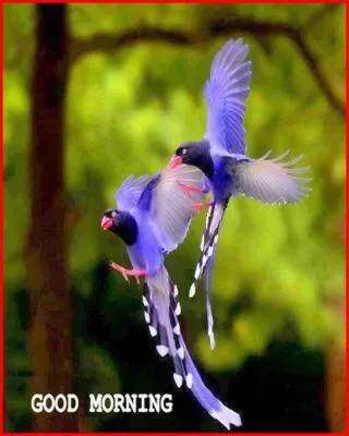 Good Morning Wishes Greeting Cards 6771