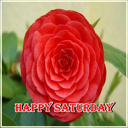 Saturday Greetings Greeting Cards 15294