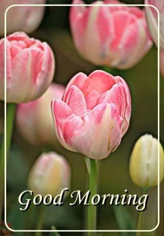 Saturday Greetings Greeting Cards 15293