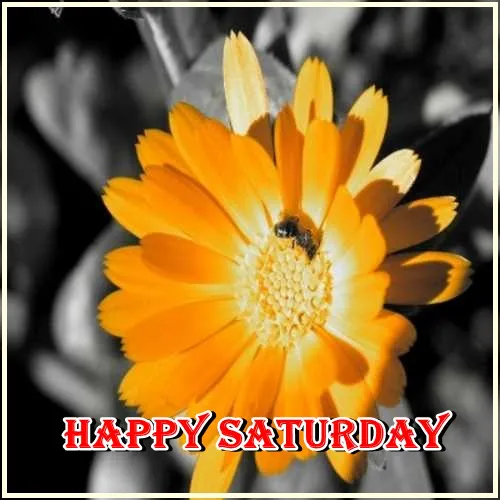 Saturday Greetings Greeting Cards 15315