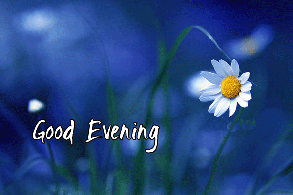 Good Evening Greetings Greeting Cards 8737