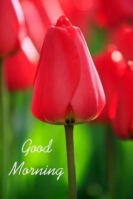 Good Morning Wishes Greeting Cards 7141