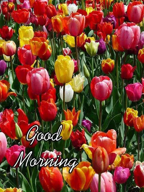 Good Morning Wishes Greeting Cards 7164