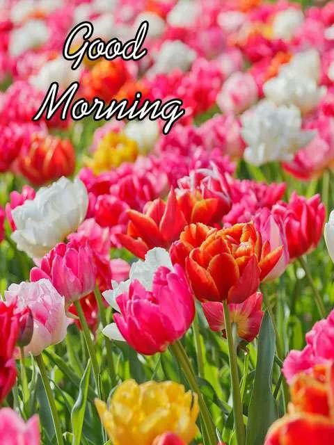 Good Morning Wishes Greeting Cards 7151
