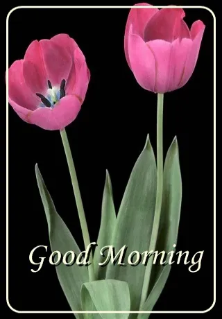 Saturday Greetings Greeting Cards 15286