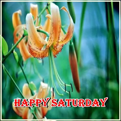 Saturday Greetings Greeting Cards 15222