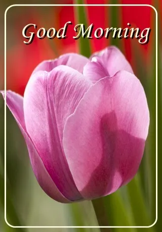 Saturday Greetings Greeting Cards 15298