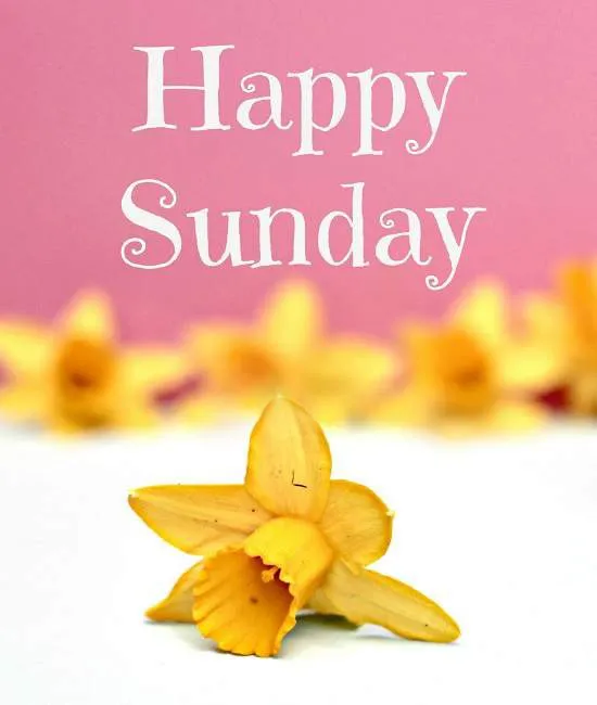 Sunday Greetings Greeting Cards 10098