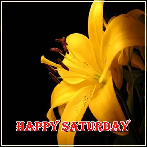 Saturday Greetings Greeting Cards 15321