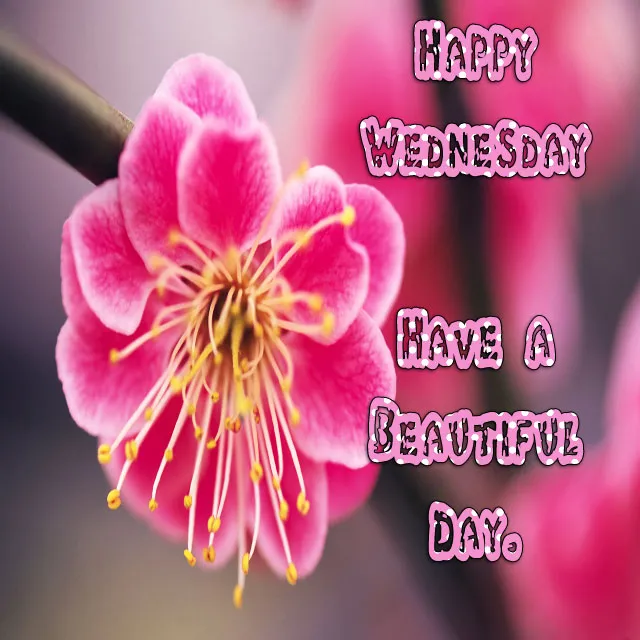 Everyday Greetings Greeting Cards 14484