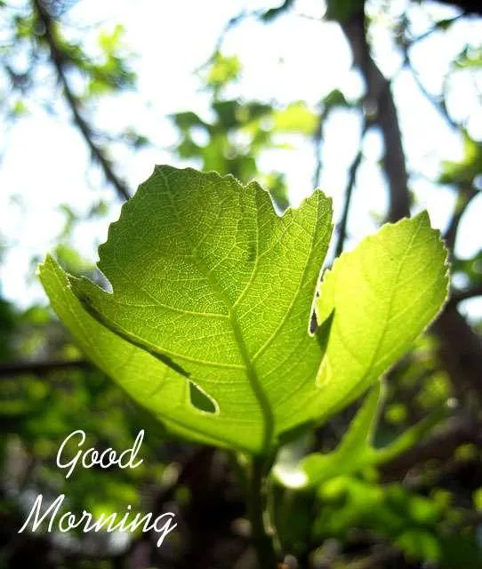 Good Morning Wishes Greeting Cards 7192