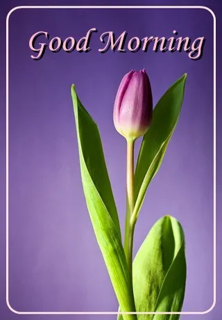 Saturday Greetings Greeting Cards 15283