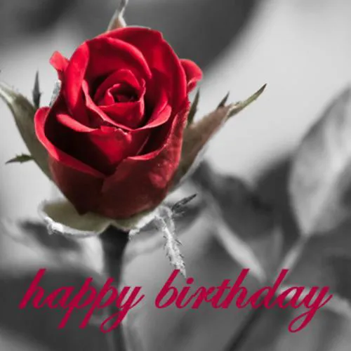 Birthday Greetings Greeting Cards 3248