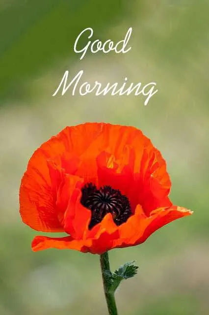 Good Morning Wishes Greeting Cards 7150