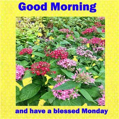 Good Morning Wishes Greeting Cards 7267
