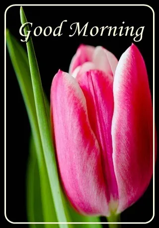 Saturday Greetings Greeting Cards 15297