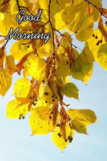 Good Morning Wishes Greeting Cards 7201