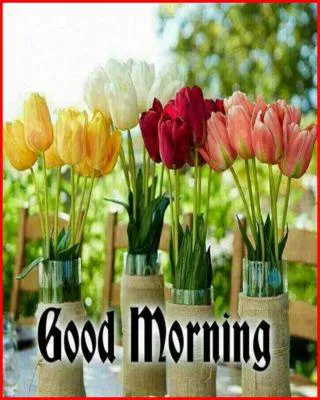 Good Morning Wishes Greeting Cards 6774