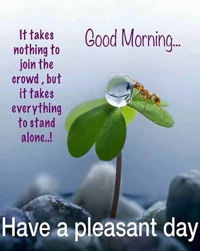 Good Morning Wishes Greeting Cards 25680