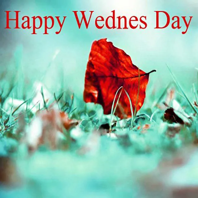 Everyday Greetings Greeting Cards 14508