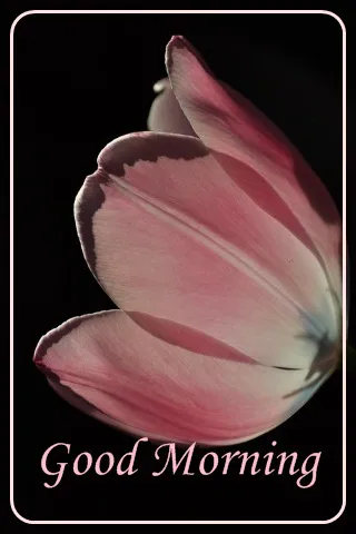 Saturday Greetings Greeting Cards 15291