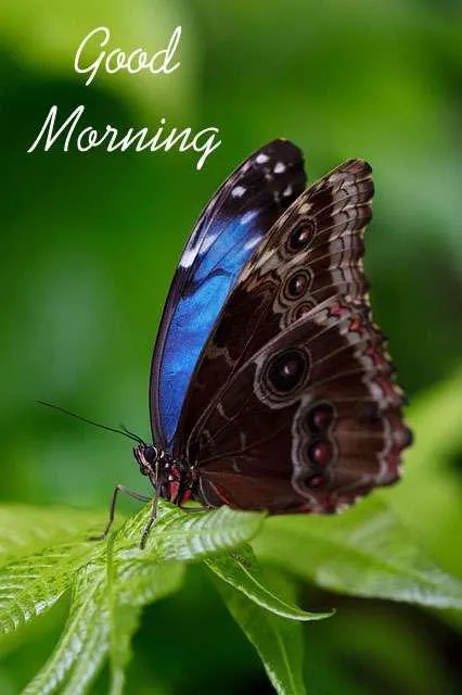 Good Morning Wishes Greeting Cards 7148