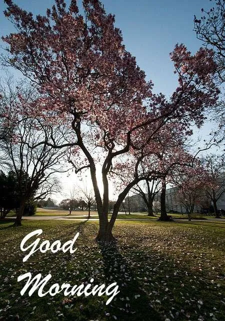 Good Morning Wishes Greeting Cards 7169