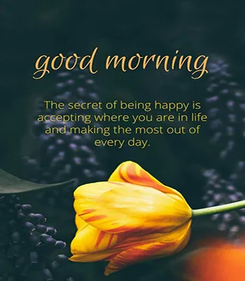 Good Morning Wishes Greeting Cards 25492