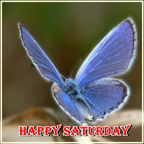 Saturday Greetings Greeting Cards 15287