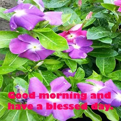 Good Morning Wishes Greeting Cards 7268