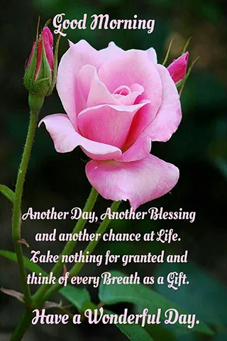 Good Morning Wishes Greeting Cards 25570