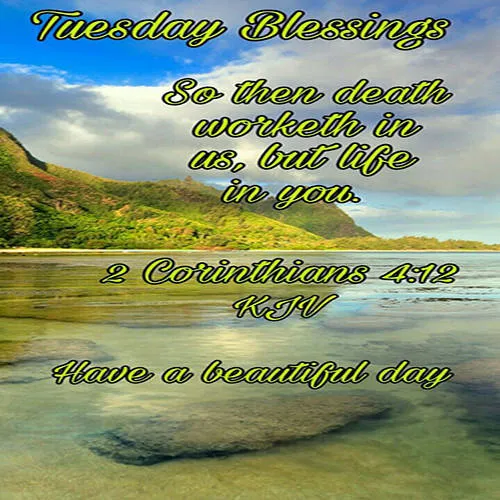 Everyday Greetings Greeting Cards 24660